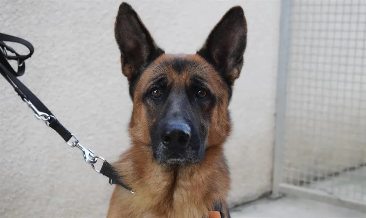 Black, male 6yo German Shepherd for adoption at SPA Perpignan, Perpignan