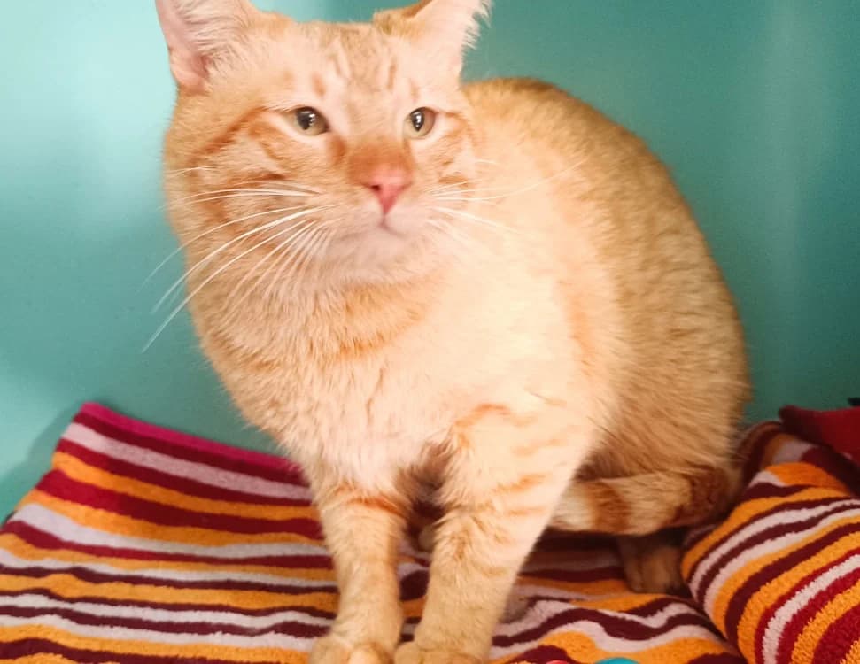 mars, male mixed breed for adoption at SPA Perpignan, Perpignan