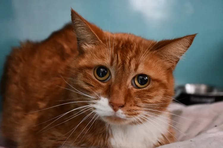 SIMBA, male 7yo mixed breed for adoption at SPA Perpignan, Perpignan