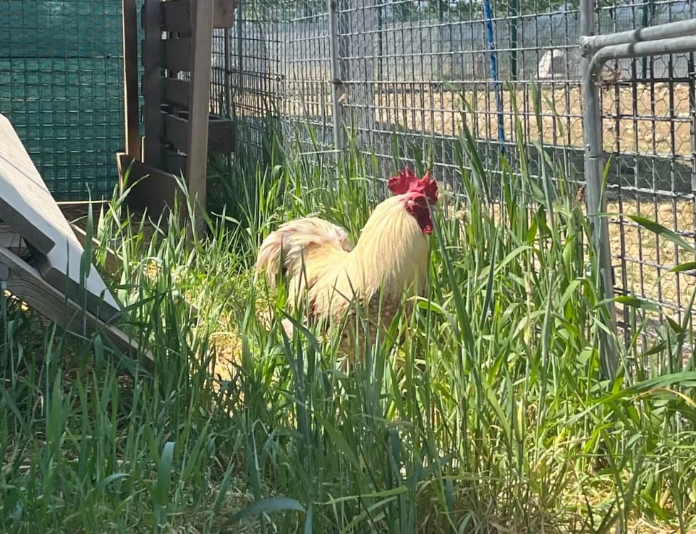 Lico, male Mixed Breed for adoption at SPA Perpignan, Perpignan
