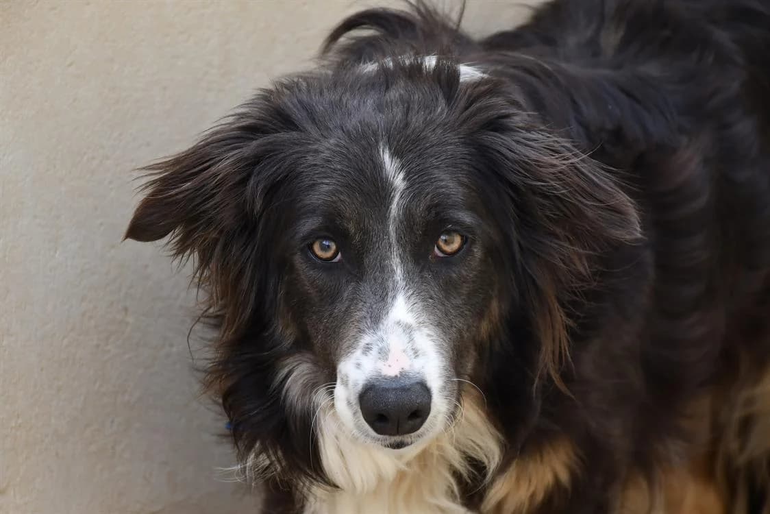 Lilo, female young Border Collie for adoption at SPA Perpignan, Perpignan