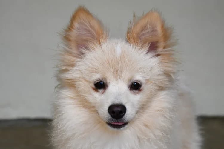 White, male mixed breed for adoption at SPA Perpignan, Perpignan