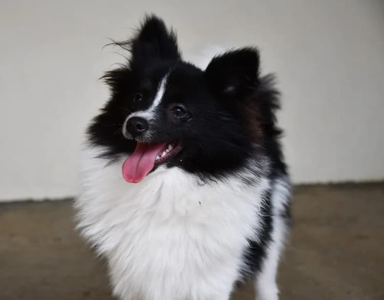 June ( en cours d'adoption ), male mixed breed for adoption at SPA Perpignan, Perpignan