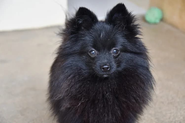 Blacks (en cours d'adoption), female young mixed breed for adoption at SPA Perpignan, Perpignan