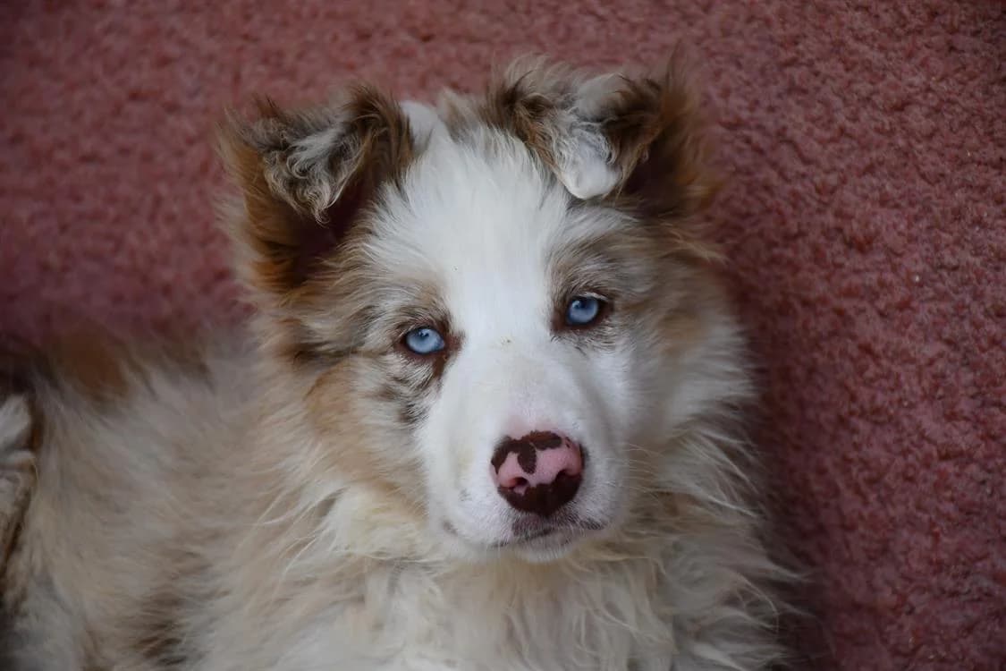 Lika ( en cours d'adoption ), female Border Collie for adoption at SPA Perpignan, Perpignan
