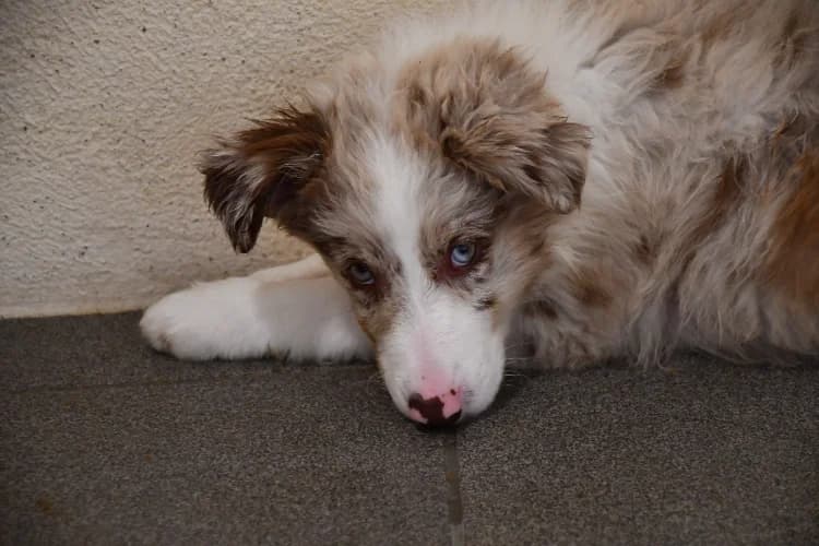 Orion (en cours d'adoption ), male mixed breed for adoption at SPA Perpignan, Perpignan