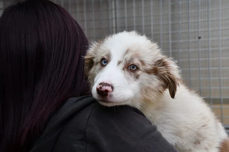 Cosmos ( en cours d'adoption ), male Border Collie for adoption at SPA Perpignan, Perpignan