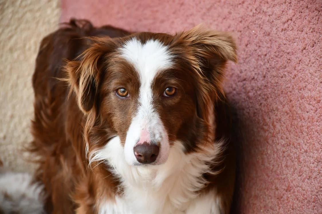 Galaxy, female young Border Collie for adoption at SPA Perpignan, Perpignan