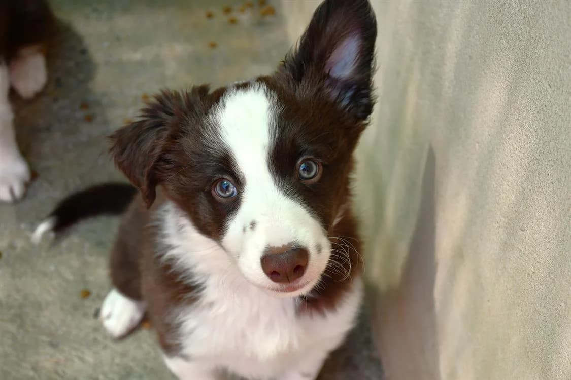 Achille(EN COURS D'ADOPTION), male Border Collie for adoption at SPA Perpignan, Perpignan