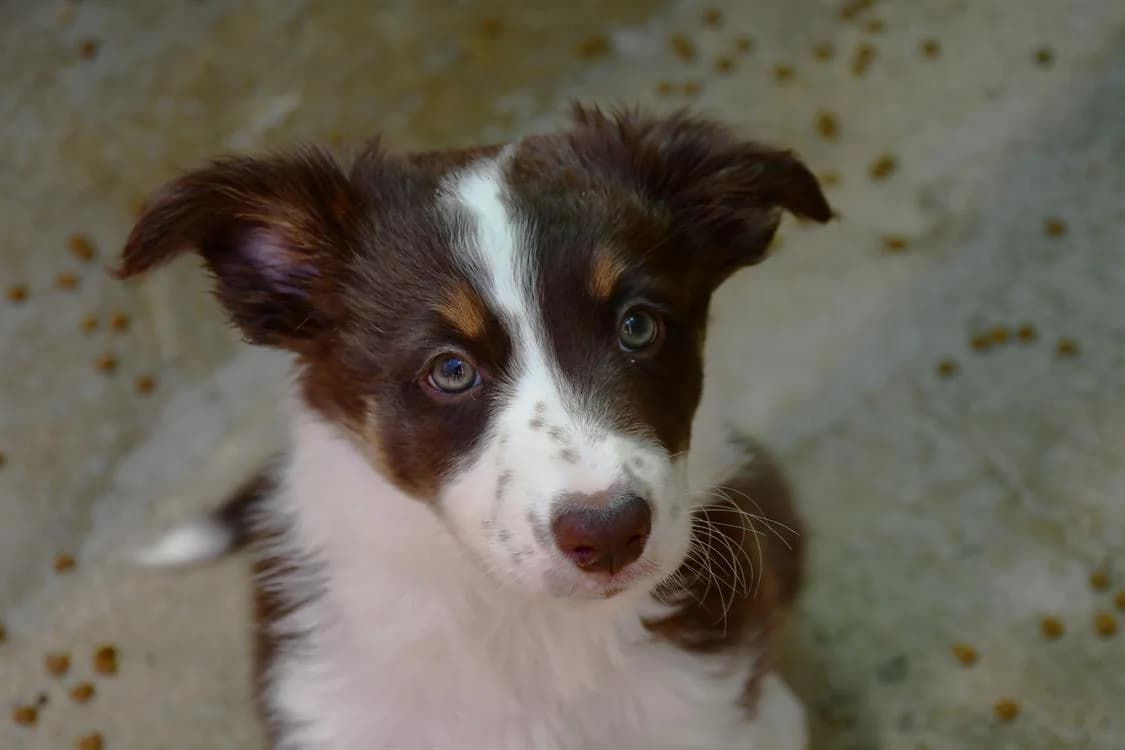 Gaïa( EN COURS D'ADOPTION), female Border Collie for adoption at SPA Perpignan, Perpignan