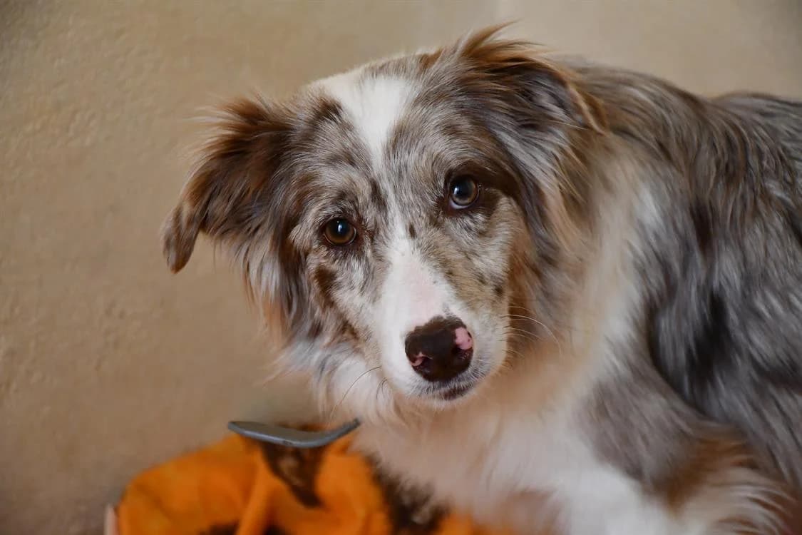 Romy( EN COURS D'ADOPTION), female 6yo Border Collie for adoption at SPA Perpignan, Perpignan