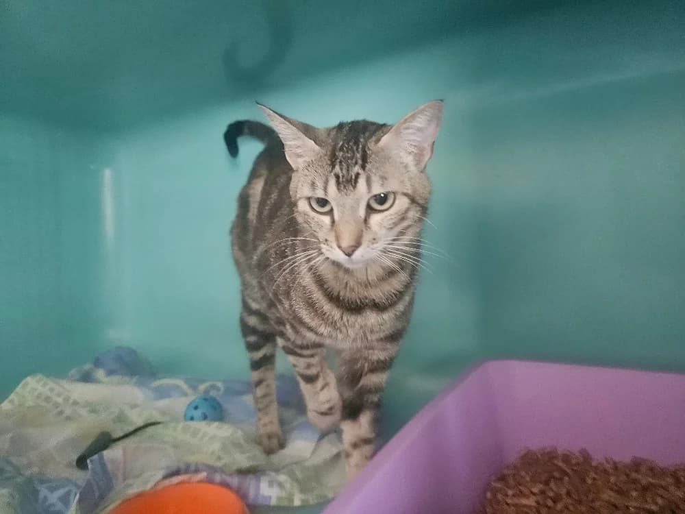Sahara, female young mixed breed for adoption at SPA Perpignan, Perpignan
