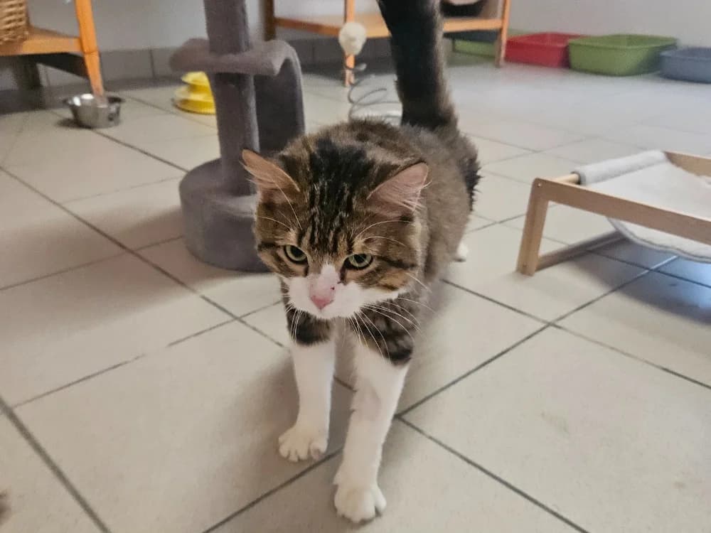 RIO, male young mixed breed for adoption at SPA Perpignan, Perpignan