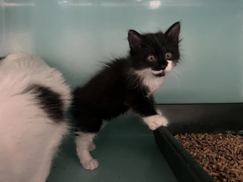 TULIPE, female Mixed Breed for adoption at SPA Perpignan, Perpignan