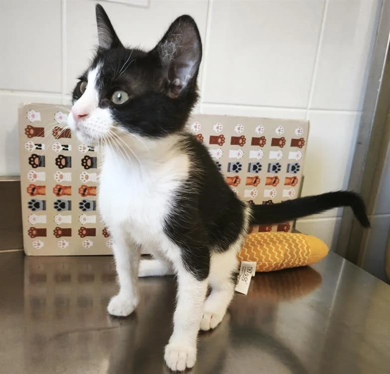 ROSE, female Mixed Breed for adoption at SPA Perpignan, Perpignan