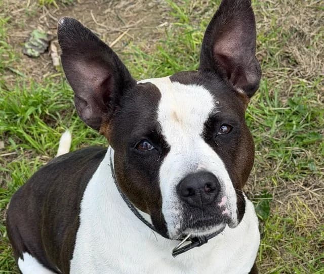SCARLA, female 6yo mixed breed for adoption at SPA Perpignan, Perpignan