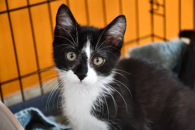 ORCHIS (en cours d'adoption), male puppy Mixed Breed for adoption at SPA Perpignan, Perpignan