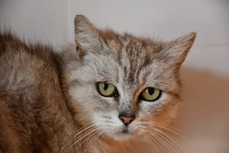 Pistache (en cours d'adoption), female 5yo Mixed Breed for adoption at SPA Perpignan, Perpignan