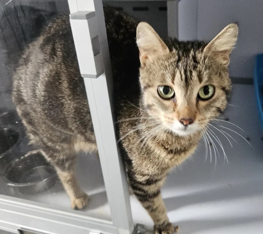 CALYPSO, female 3yo Mixed Breed for adoption at SPA Perpignan, Perpignan