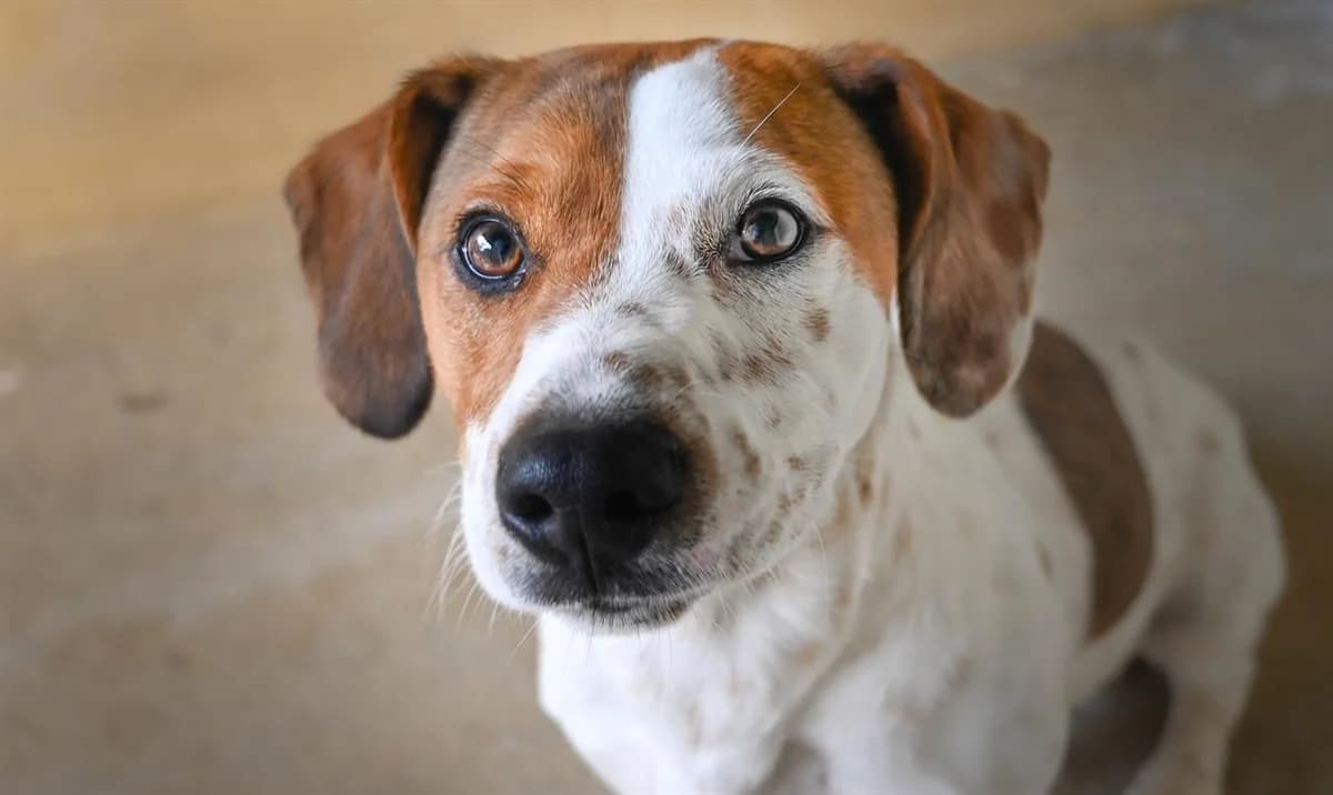 CAPONE, male 3yo Jack Russell Terrier for adoption at SPA Perpignan, Perpignan