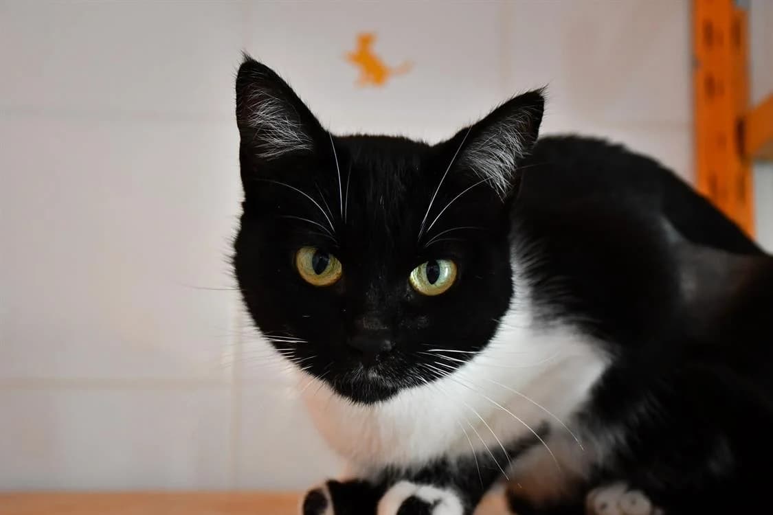 Tempète, female 3yo Mixed Breed for adoption at SPA Perpignan, Perpignan