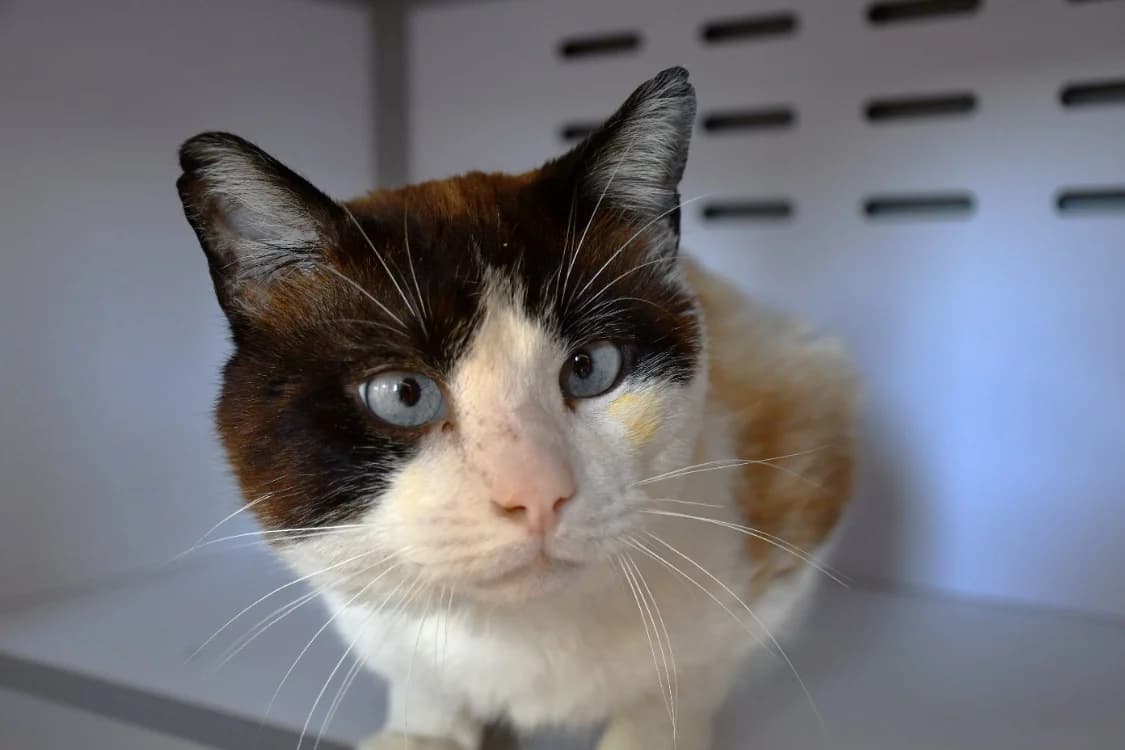DAVE, male young Mixed Breed for adoption at SPA Perpignan, Perpignan