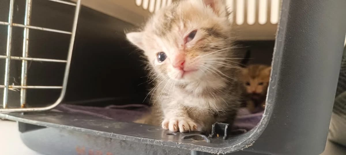 SONATE, female Mixed Breed for adoption at SPA Perpignan, Perpignan