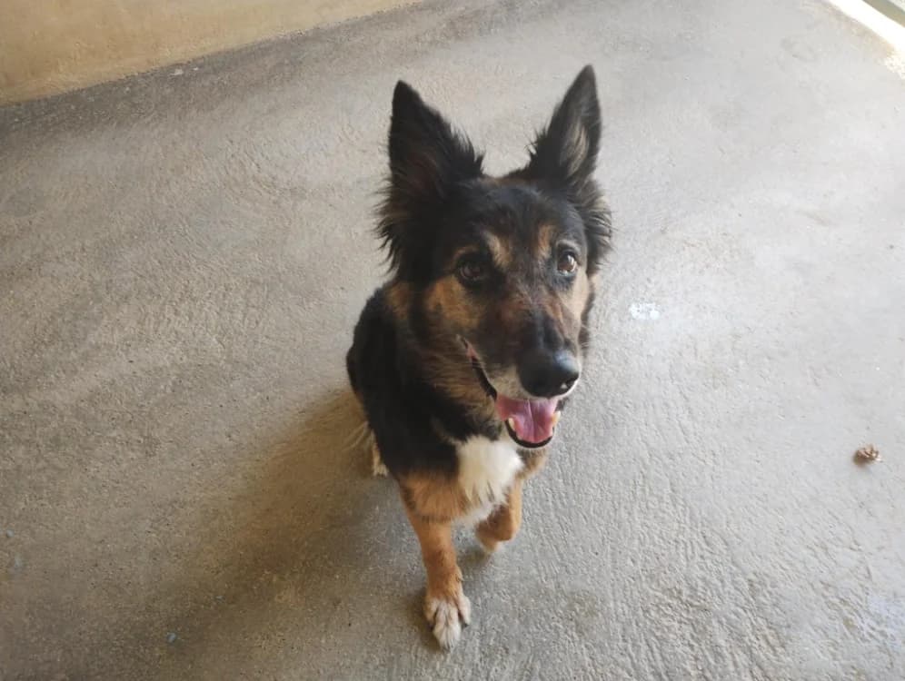 Xena, female senior Cane Corso for adoption at SPA Perpignan, Perpignan