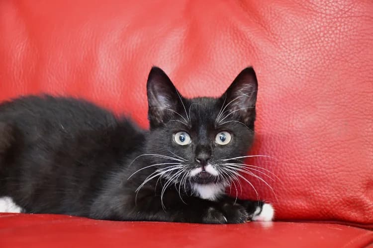 Charlie (en cours d'adoption), female Mixed Breed for adoption at SPA Perpignan, Perpignan