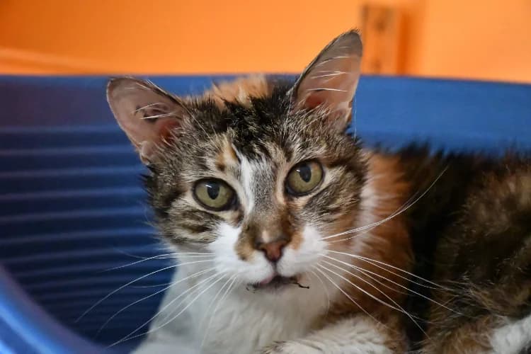 fauve, female senior Mixed Breed for adoption at SPA Perpignan, Perpignan