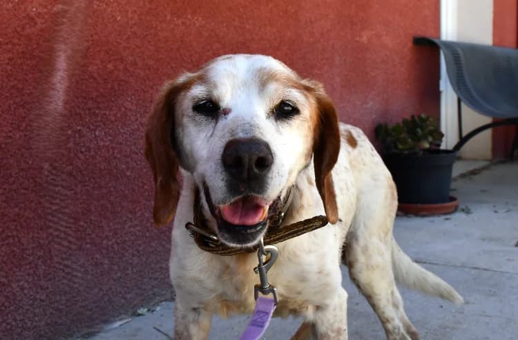 Harry, male senior mixed breed for adoption at SPA Perpignan, Perpignan