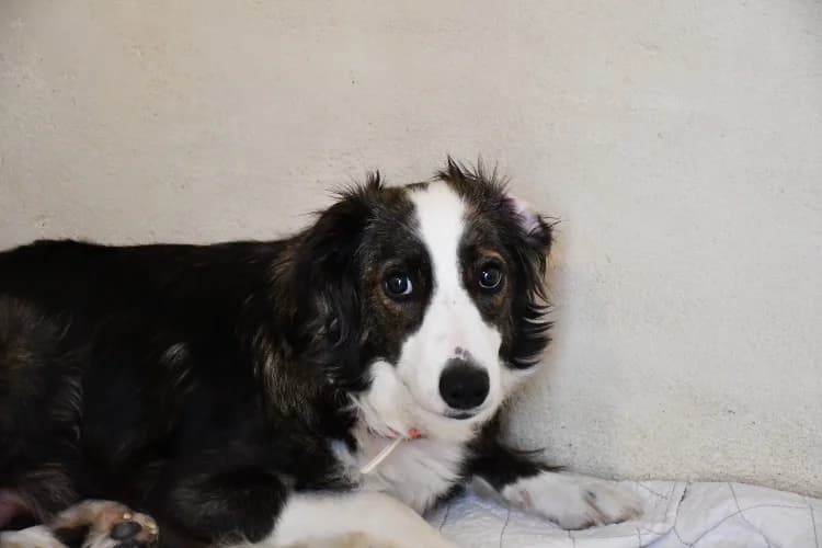 Leïa, female young Border Collie for adoption at SPA Perpignan, Perpignan