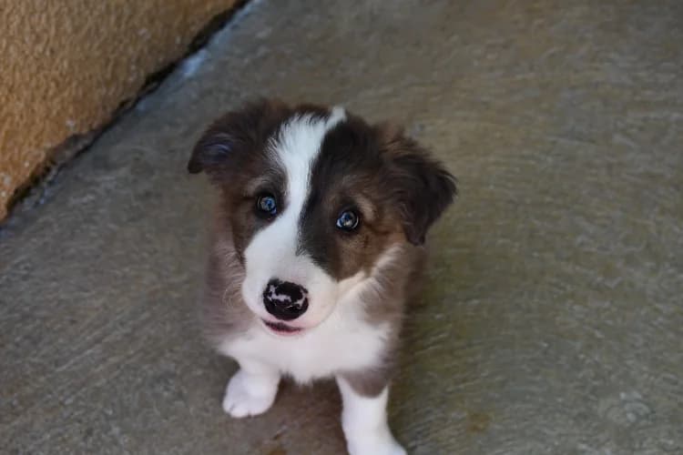 Ashi, female puppy Border Collie for adoption at SPA Perpignan, Perpignan