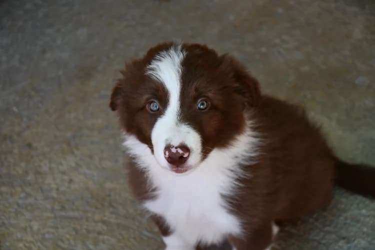 Yoru, male puppy Border Collie for adoption at SPA Perpignan, Perpignan