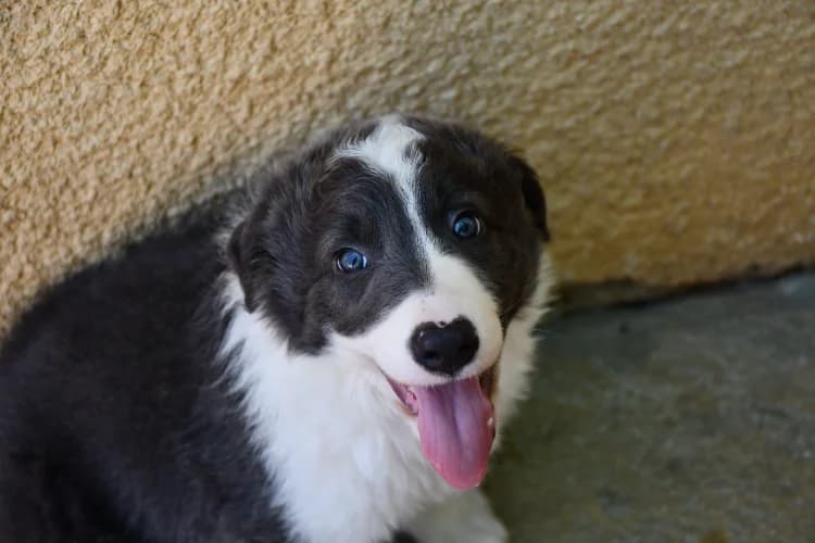 San, male puppy Border Collie for adoption at SPA Perpignan, Perpignan