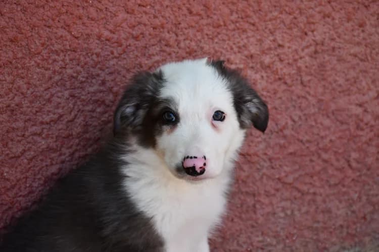 Kuno, male puppy Border Collie for adoption at SPA Perpignan, Perpignan