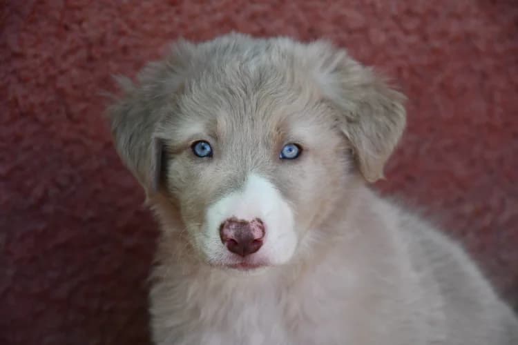 Haku, male puppy Border Collie for adoption at SPA Perpignan, Perpignan