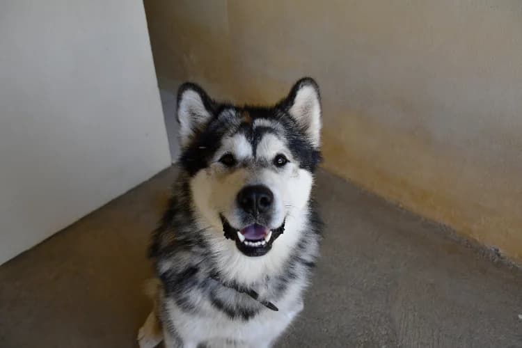 Kyko boy, male young Alaskan Malamute for adoption at SPA Perpignan, Perpignan
