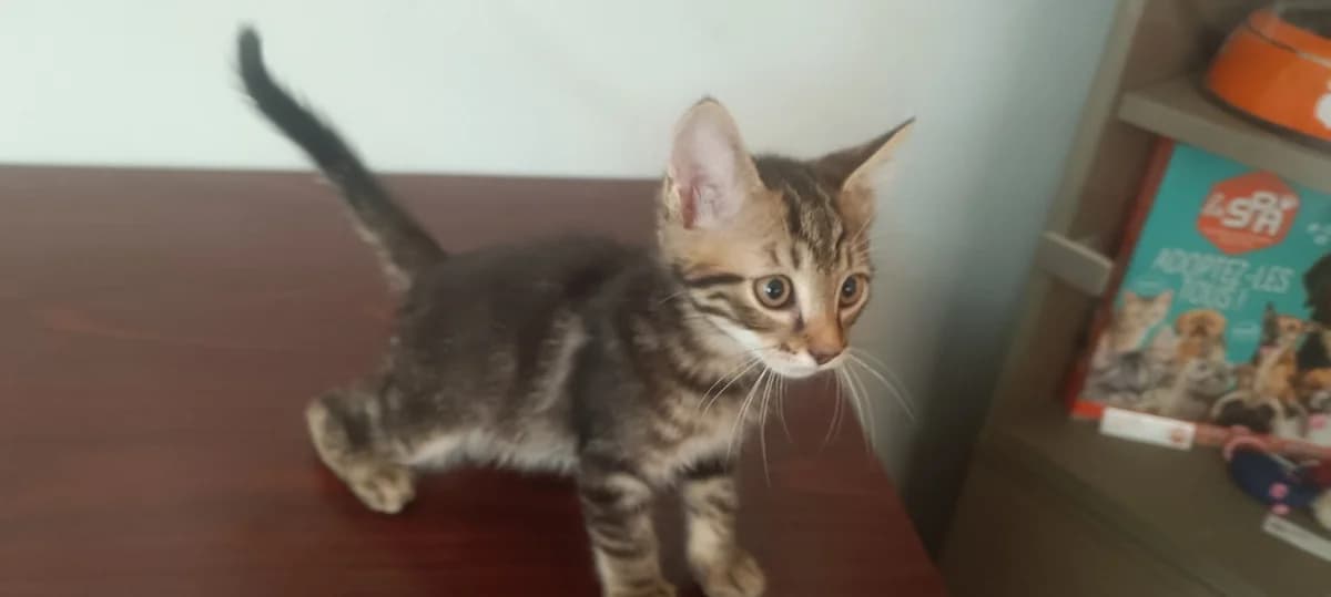 rousquille, male puppy Mixed Breed for adoption at SPA Perpignan, Perpignan