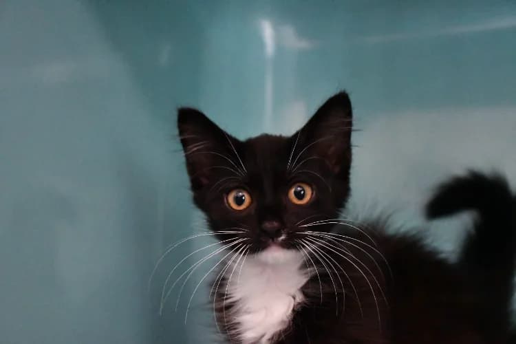 Robin, male mixed breed for adoption at SPA Perpignan, Perpignan