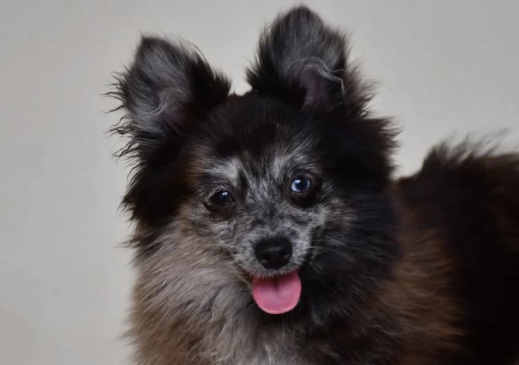 Harlinn, female mixed breed for adoption at SPA Perpignan, Perpignan