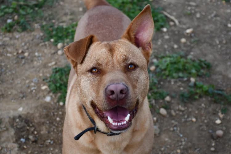JACK, male 4yo mixed breed for adoption at SPA Perpignan, Perpignan