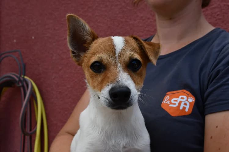 Saxo, Jack Russell Terrier (SPA Draguignan (Flayosc))
