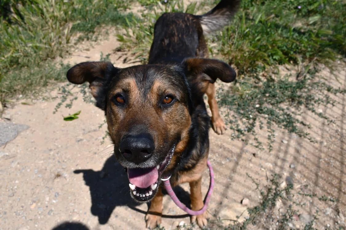 PAKO (en cours d'adoption), male 6yo German Shepherd for adoption at SPA Perpignan, Perpignan