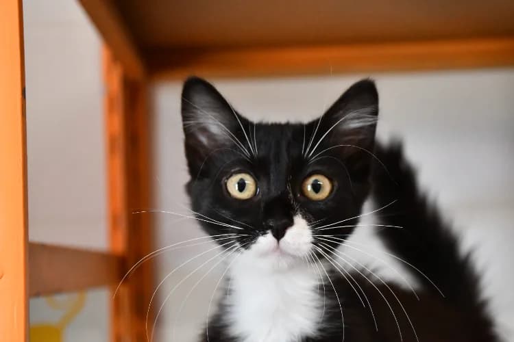 Sylia "en cours d'adoption", female Mixed Breed for adoption at SPA Perpignan, Perpignan