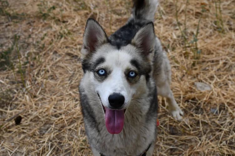 Lyna, female young Husky for adoption at SPA Perpignan, Perpignan