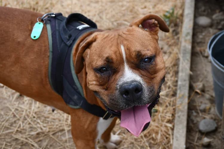 Ultra, female 3yo Staffordshire Bull Terrier for adoption at SPA Perpignan, Perpignan