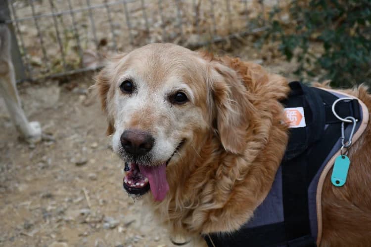 O'SAGY, female senior Golden Retriever for adoption at SPA Perpignan, Perpignan