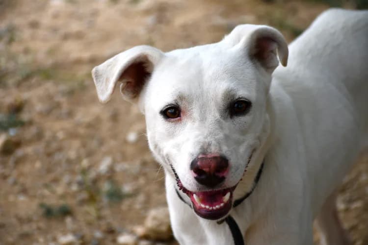 ANORA, Mixed Breed (SPA Perpignan)