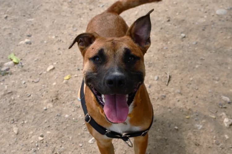 COOPER, male mixed breed for adoption at SPA Perpignan, Perpignan